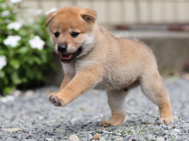 AI5I1592-puppy AI5I1592-puppy