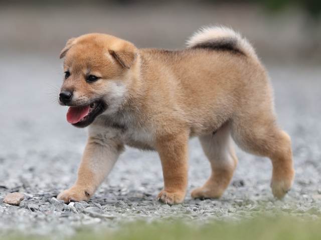 AI5I1608-puppy AI5I1608-puppy