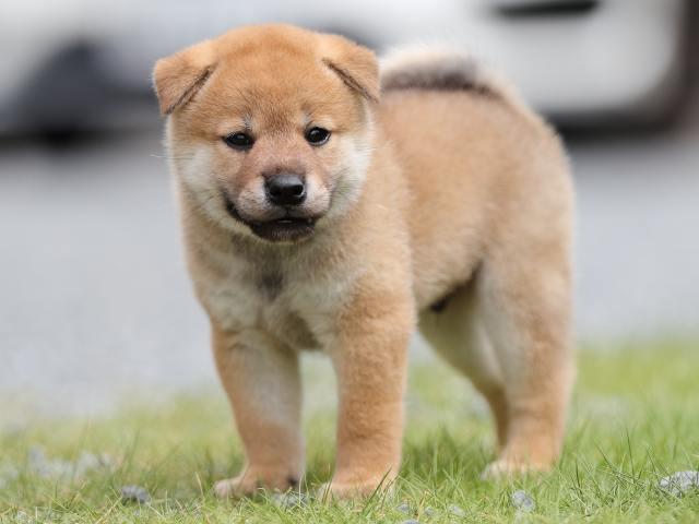 AI5I1683-puppy AI5I1683-puppy