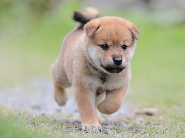 AI5I1718-puppy AI5I1718-puppy