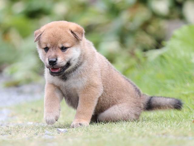 AI5I1833-puppy AI5I1833-puppy
