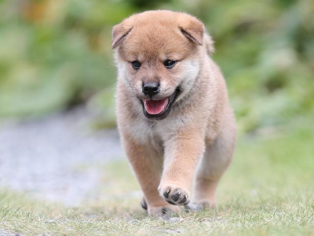 AI5I1839-puppy AI5I1839-puppy