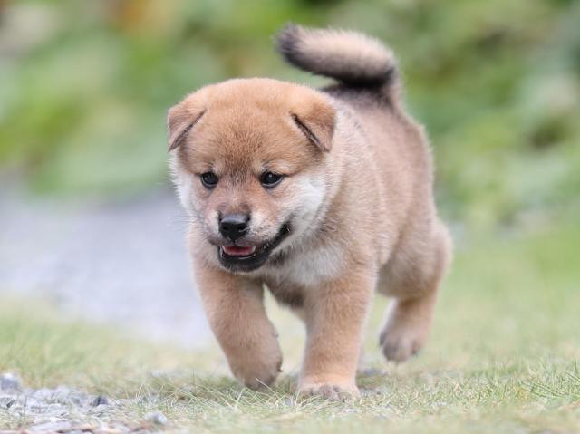 AI5I1845-puppy AI5I1845-puppy