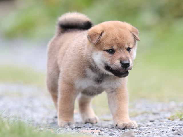 AI5I1861-puppy AI5I1861-puppy