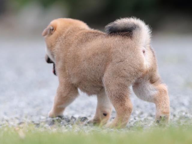 AI5I1875-puppy AI5I1875-puppy
