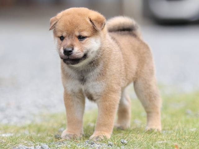 AI5I1927-puppy AI5I1927-puppy