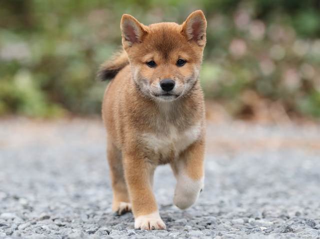 AI5I2694-puppy AI5I2694-puppy
