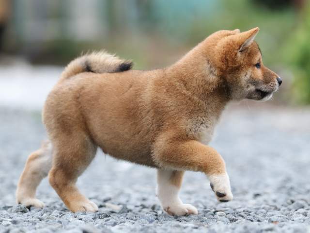 AI5I2753-puppy AI5I2753-puppy