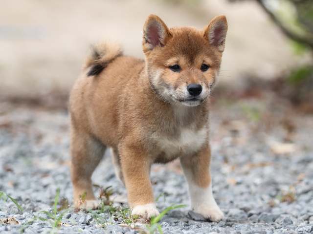 AI5I2774-puppy AI5I2774-puppy