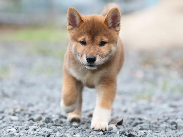 AI5I2794-puppy AI5I2794-puppy