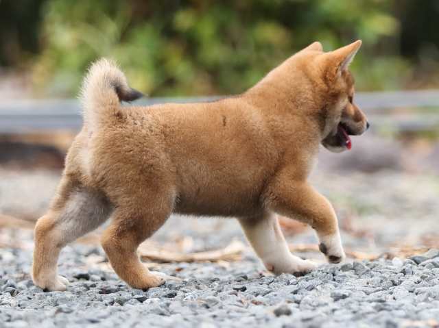 AI5I2889-puppy AI5I2889-puppy