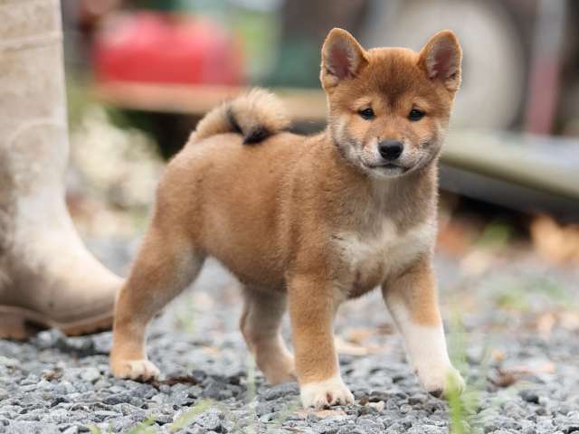 AI5I2895-puppy AI5I2895-puppy