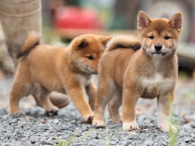 AI5I2907-puppy AI5I2907-puppy