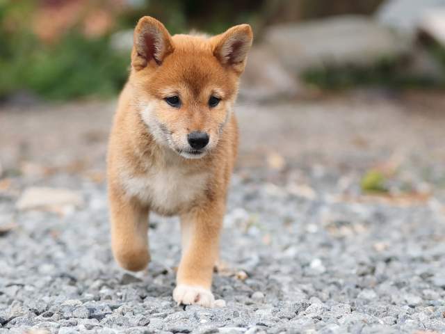 AI5I2918-puppy AI5I2918-puppy