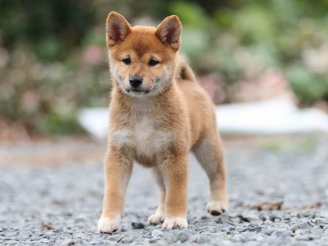 AI5I2933-puppy AI5I2933-puppy