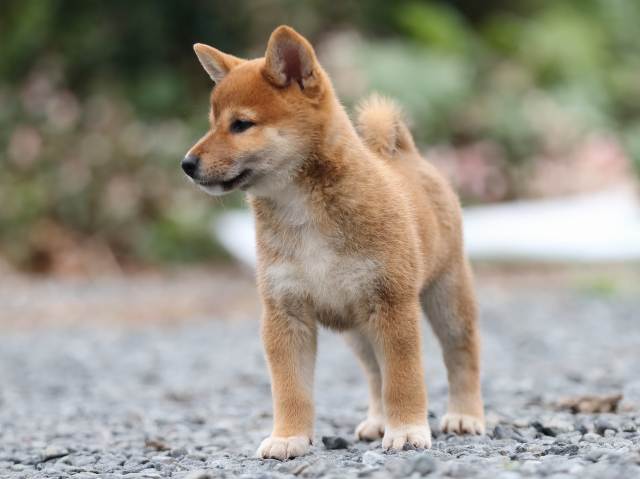 AI5I2936-puppy AI5I2936-puppy