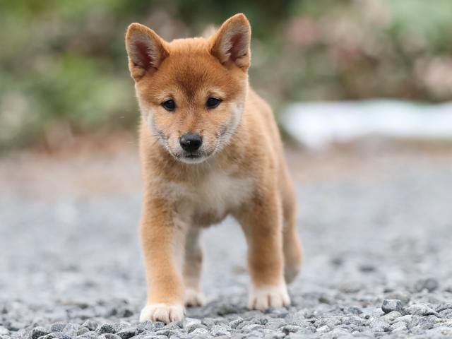 AI5I2949-puppy AI5I2949-puppy