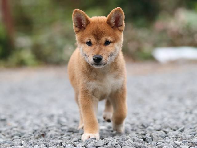 AI5I2953-puppy AI5I2953-puppy