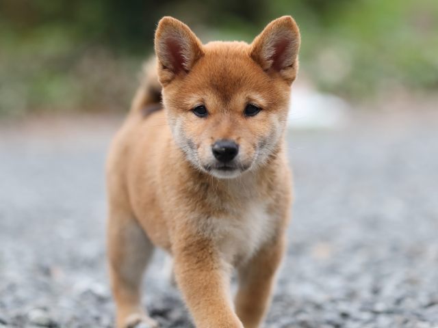 AI5I2958-puppy AI5I2958-puppy