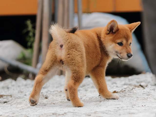AI5I2962-puppy AI5I2962-puppy