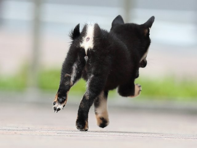AI5I3341-puppy AI5I3341-puppy
