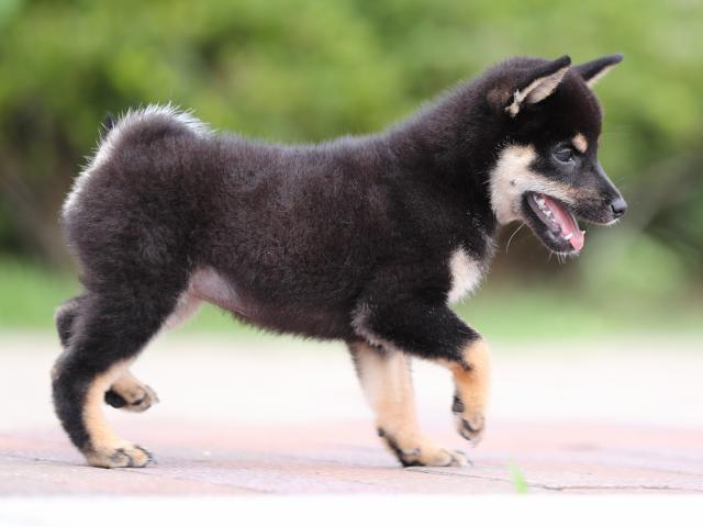 AI5I3354-puppy AI5I3354-puppy