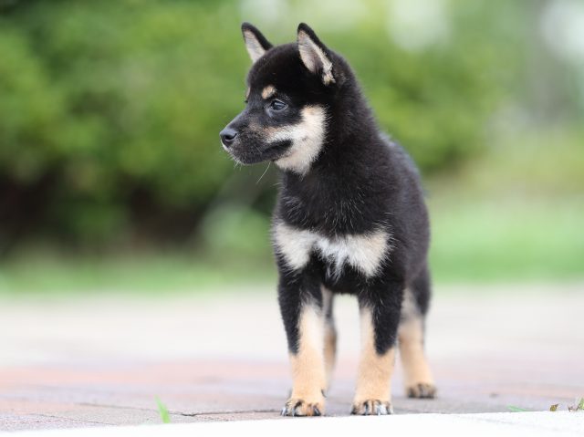 AI5I3380-puppy AI5I3380-puppy