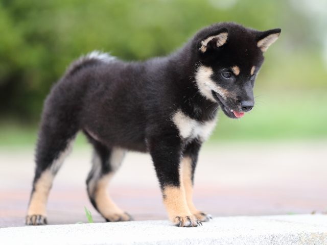 AI5I3388-puppy AI5I3388-puppy