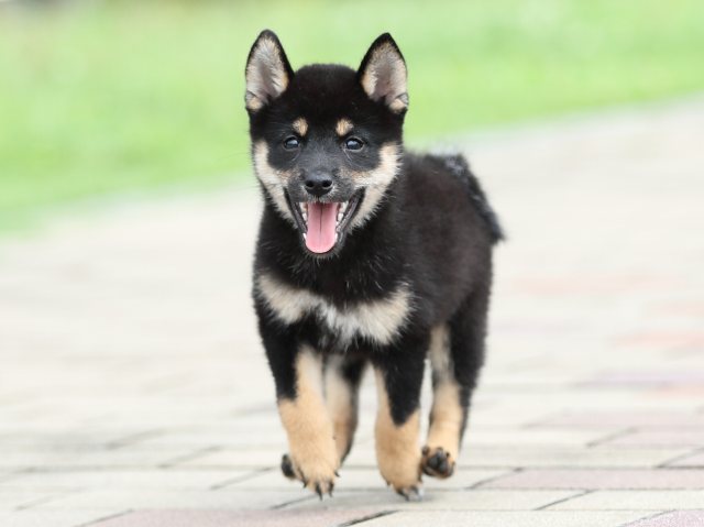AI5I3399-puppy AI5I3399-puppy