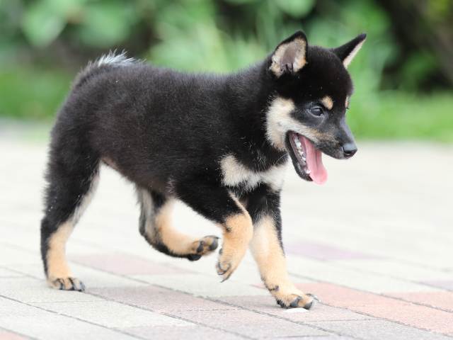 AI5I3486-puppy AI5I3486-puppy