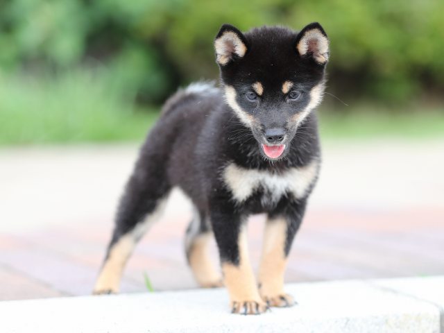 AI5I3490-puppy AI5I3490-puppy