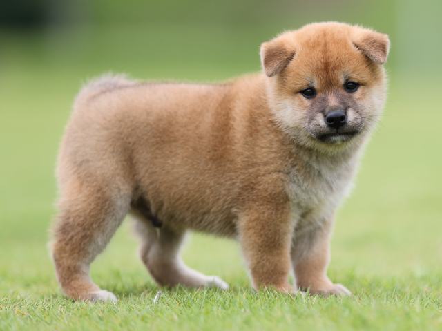AI5I4269-puppy AI5I4269-puppy