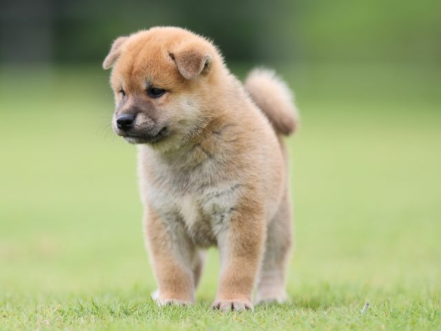 AI5I4279-puppy AI5I4279-puppy