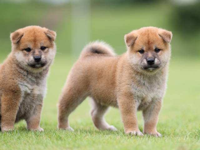 AI5I4300-puppy AI5I4300-puppy