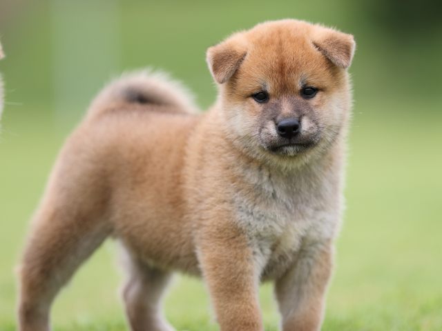 AI5I4319-puppy AI5I4319-puppy