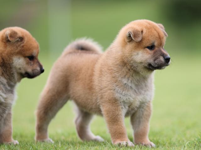 AI5I4320-puppy AI5I4320-puppy