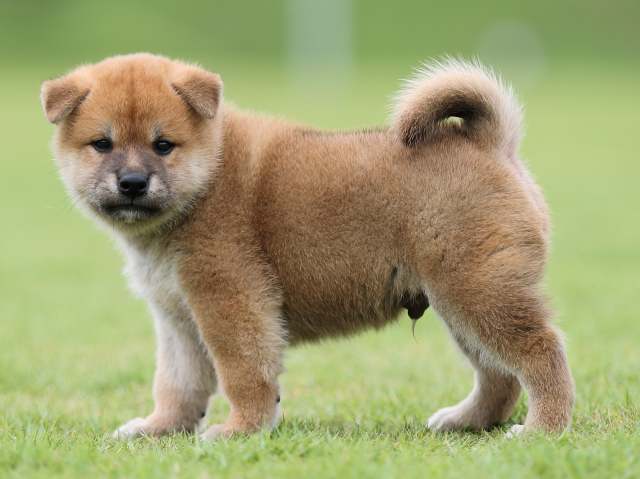 AI5I4324-puppy AI5I4324-puppy