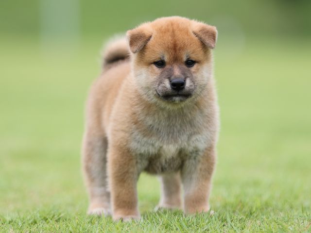 AI5I4336-puppy AI5I4336-puppy