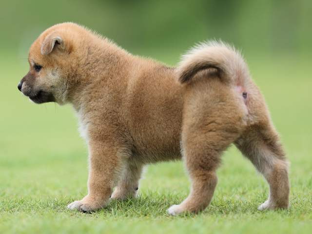 AI5I4342-puppy AI5I4342-puppy