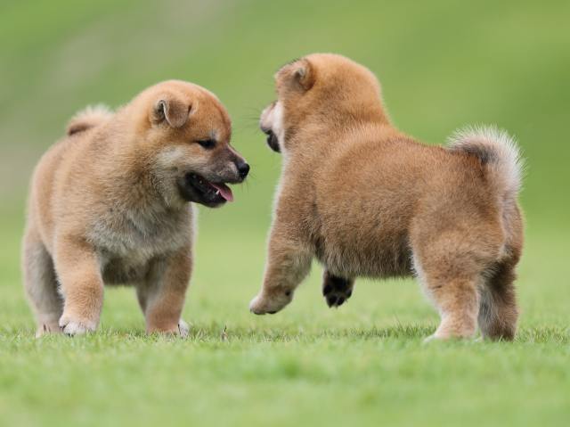 AI5I4376-puppy AI5I4376-puppy