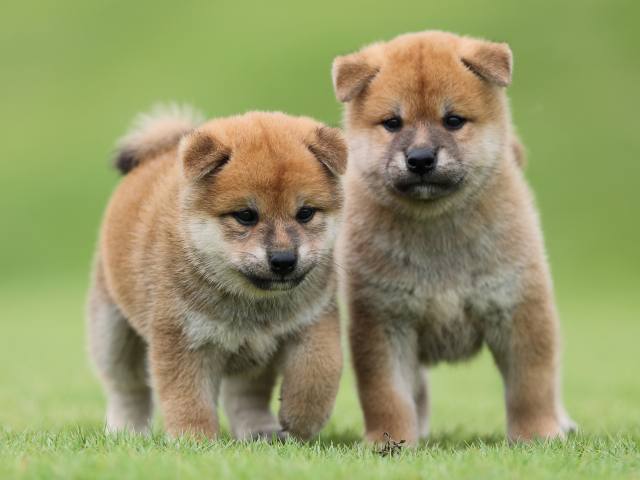 AI5I4389-puppy AI5I4389-puppy