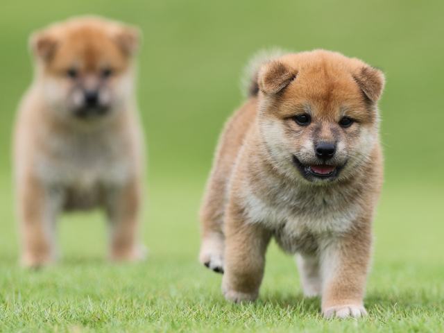 AI5I4397-puppy AI5I4397-puppy