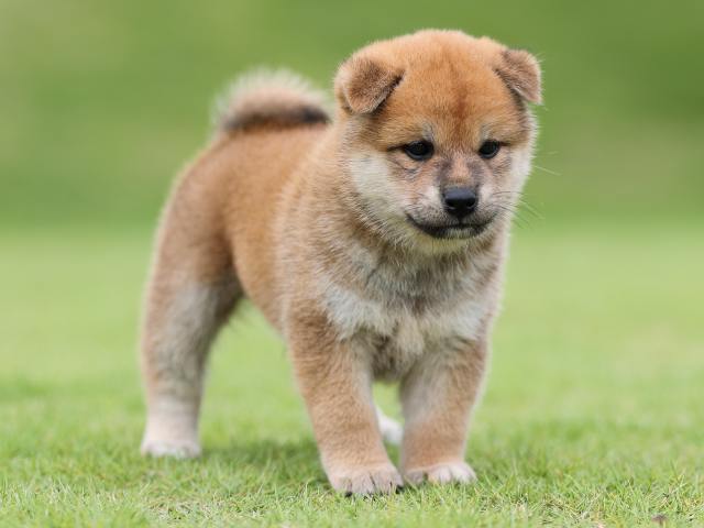 AI5I4437-puppy AI5I4437-puppy