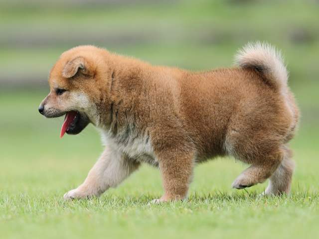 AI5I4485-puppy AI5I4485-puppy
