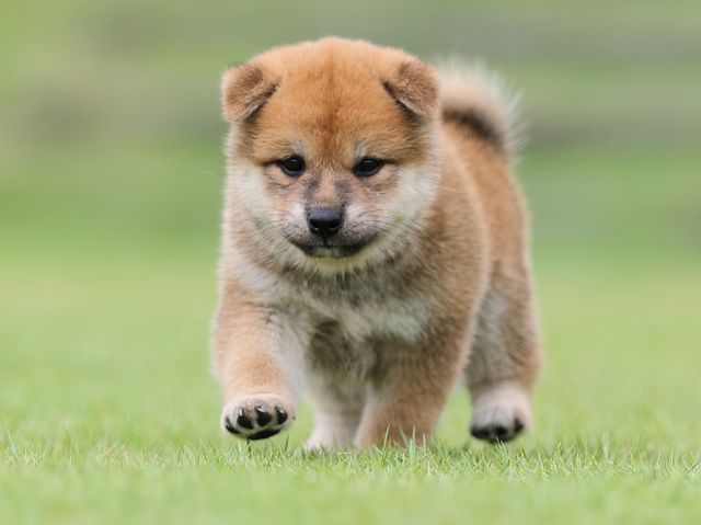 AI5I4499-puppy AI5I4499-puppy