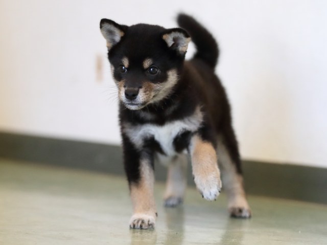 AI5I4827-puppy AI5I4827-puppy