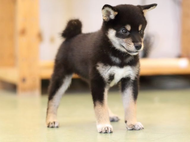 AI5I4846-puppy AI5I4846-puppy