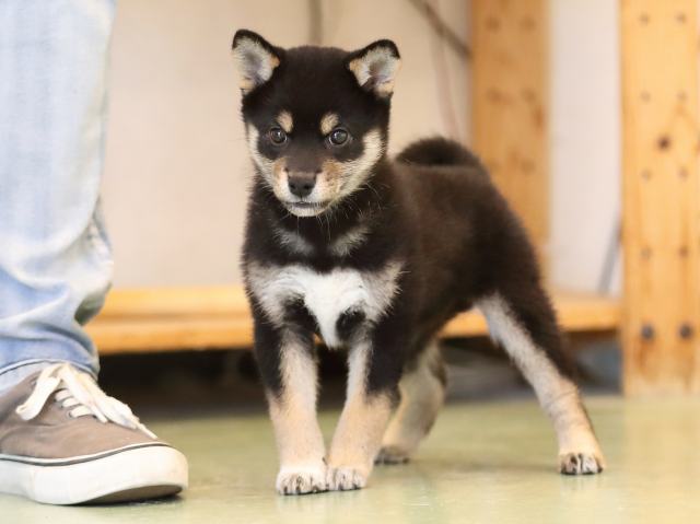 AI5I4857-puppy AI5I4857-puppy