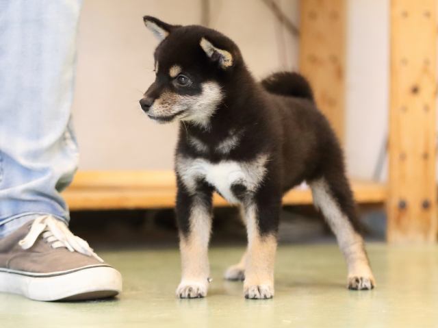 AI5I4863-puppy AI5I4863-puppy