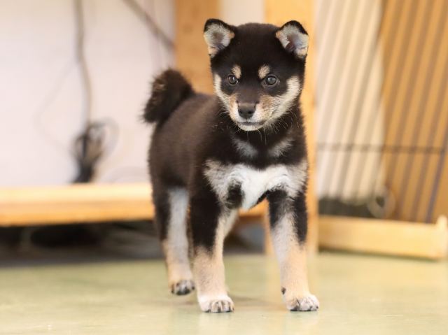 AI5I4895-puppy AI5I4895-puppy